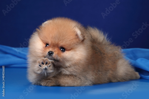 Cute fluffy Pomeranian puppy on a blue background