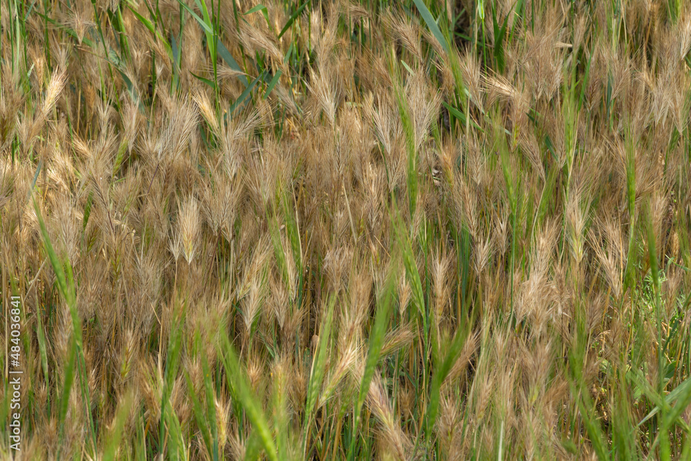 Fototapeta premium Wheat ears in sunlight, sunset on the field