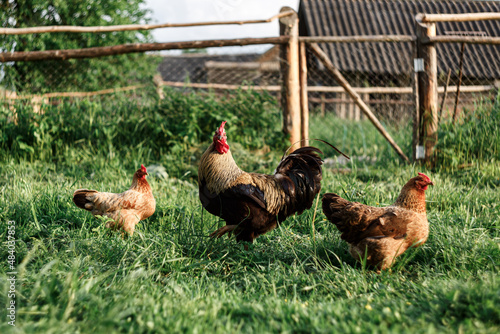 Hens and a rooster, walk on the grass in summer, village, farm, animals.