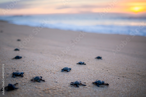 baby turtles at sunrise