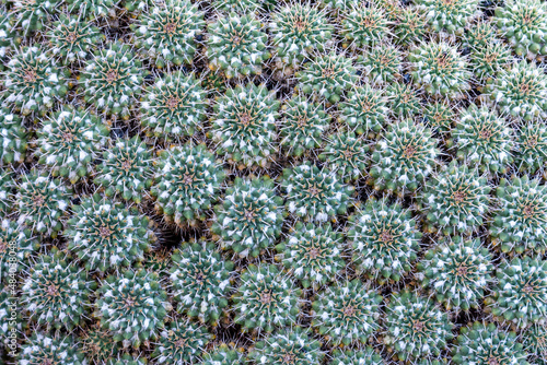 cactus garden closeup