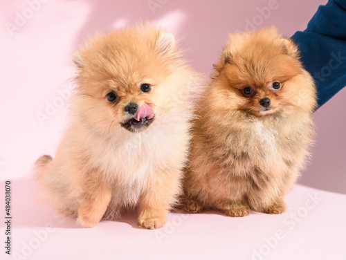 Two cute confused pomeranian puppies with pink background