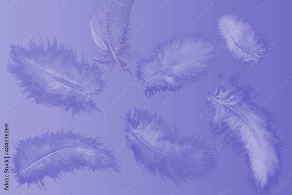 The trending color of the new year is very peri. Light feathers on a purple background. Fashion color 2022. The trending color of the new year is very peri. Light feathers on a purple background. Fashion color 2022.