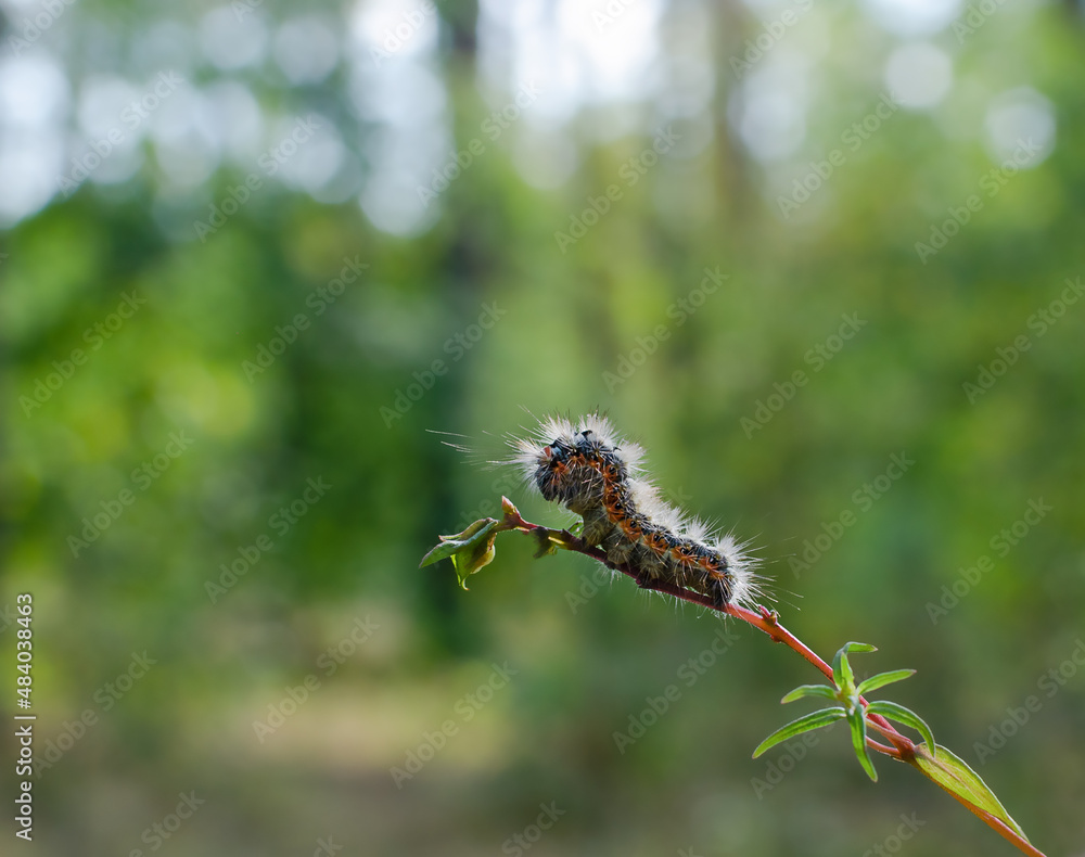 Fototapeta premium crawling caterpillar on a tree branch