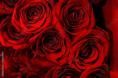 Dark red roses on a dark background. top view. Background  valentines day  holiday