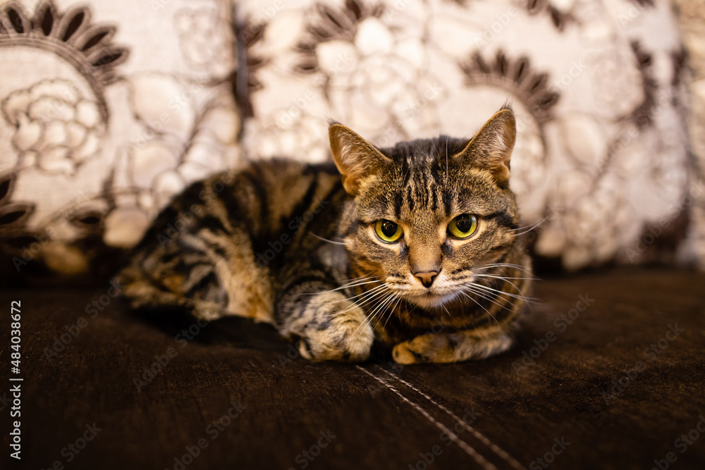Naklejka premium A domestic striped cat is lying on the sofa