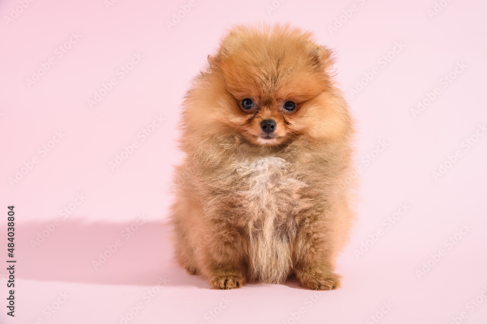 Obraz premium Cute confused pomeranian puppy with pink background