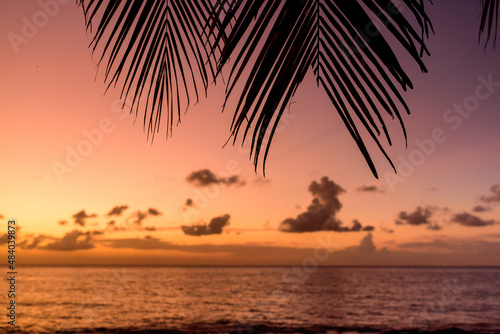 palmtree on sunset