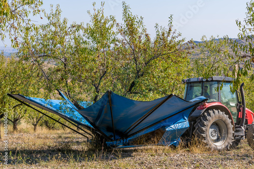 Tractor with modern machinery harvesting almonds.agricultural concept