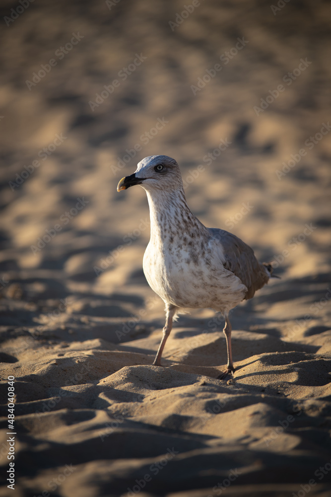 seagull on the beach