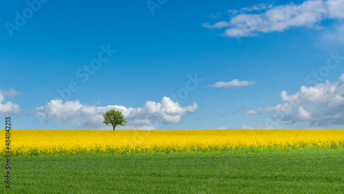 A solitary tree in Canola Field