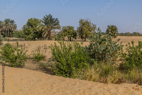 Sand and plants by the river Nile, Egypt