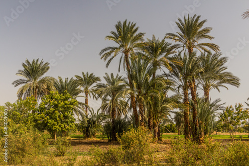 Palms by the river Nile, Egypt © Matyas Rehak