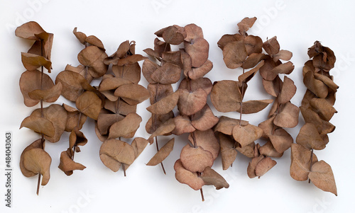 Eucalyptus dried leaves on white background.