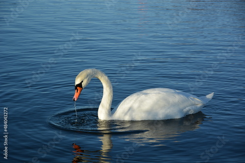 swan on the water © Simon