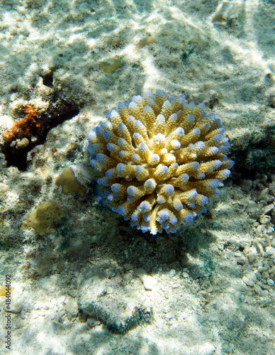 Close up of acropora coral