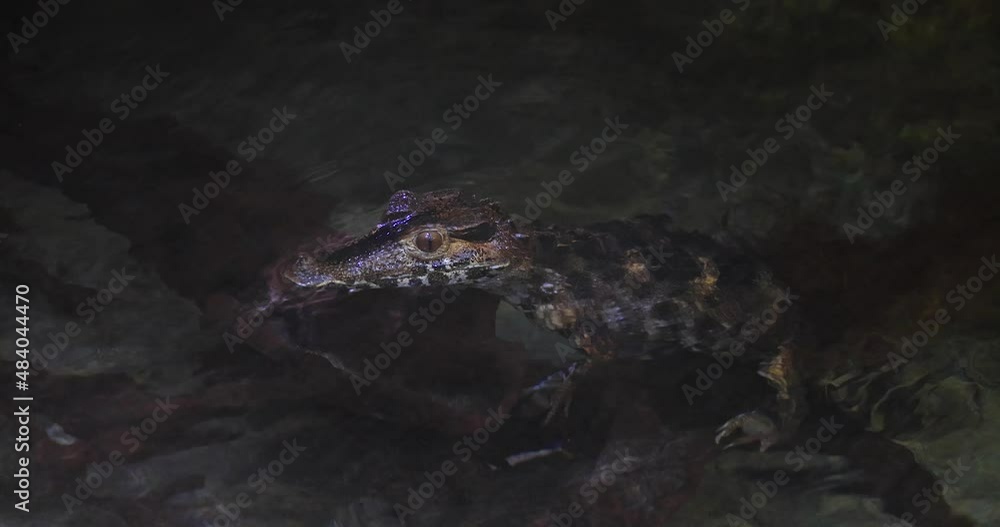 A crocodile is resting in the river