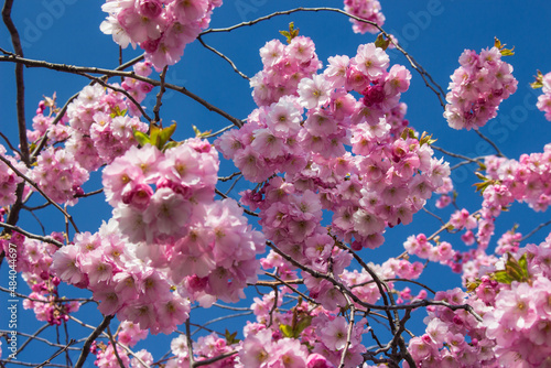 Cherry blossom, Kungsträdgården