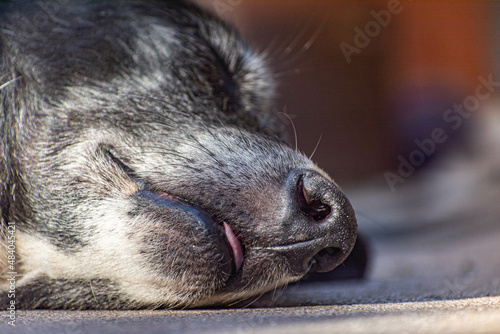 black dog sleeping with his tongue out of his mouth 