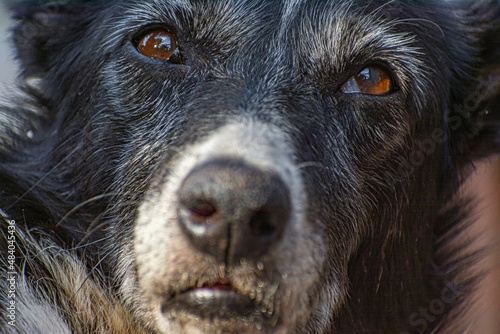 black dog first person portrait 