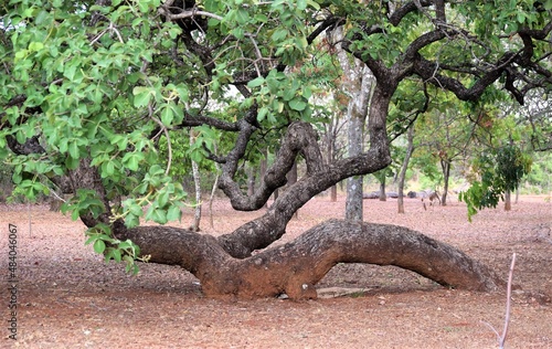 pequi no Cerrado