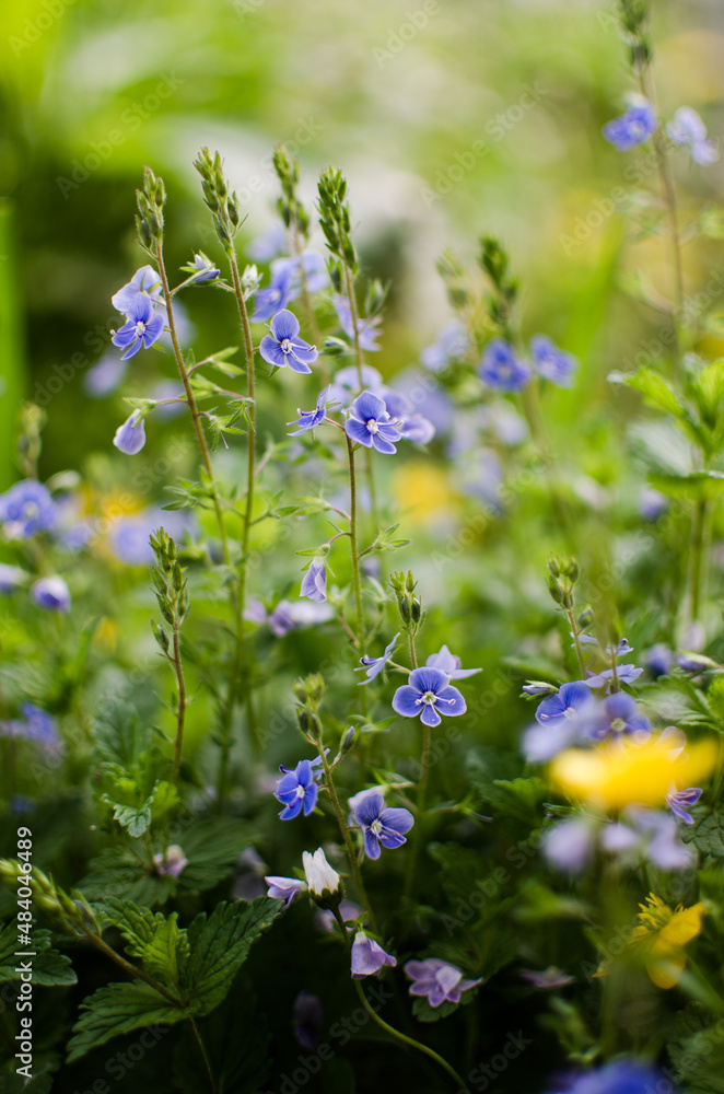 Little spring blue Veronica flowers bloom outdoors Little spring blue Veronica flowers bloom outdoors