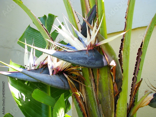 White strelitzia. Flower detail of a Giant White Bird of Paradise (Strelitzia nicolai), taken in Southern Brazil.    photo