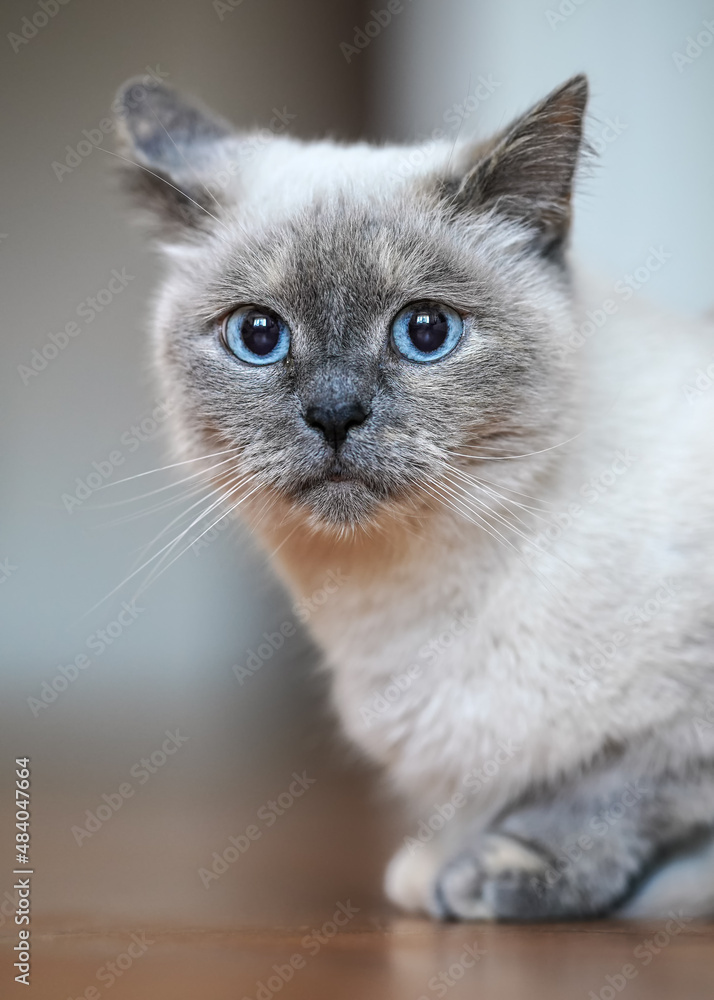 Older gray cat with piercing blue eyes, sitting on wooden floor, shallow depth of field photo