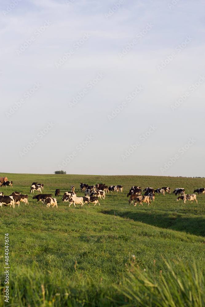 vertical photo of cows in summer field vertical photo of cows in summer field