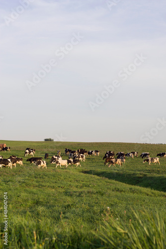 vertical photo of cows in summer field © Marina
