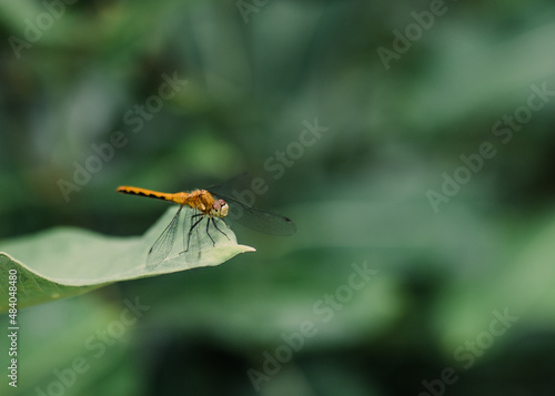 dragonfly on a leaf © Katie