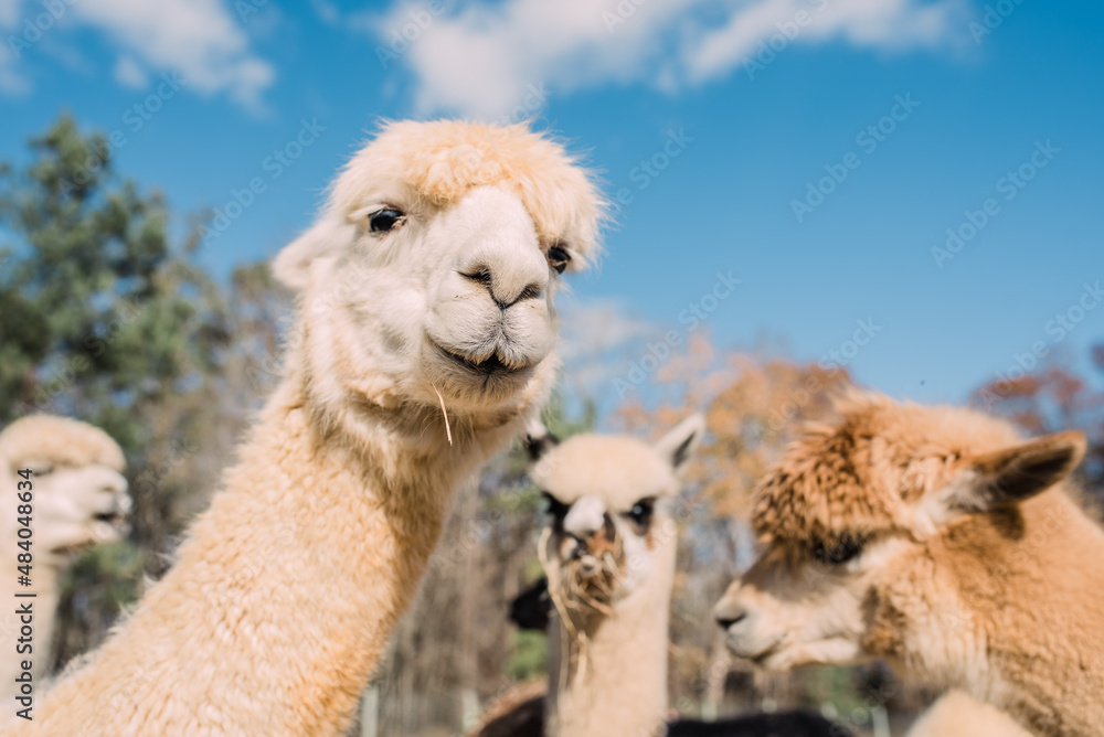 Obraz premium alpacas