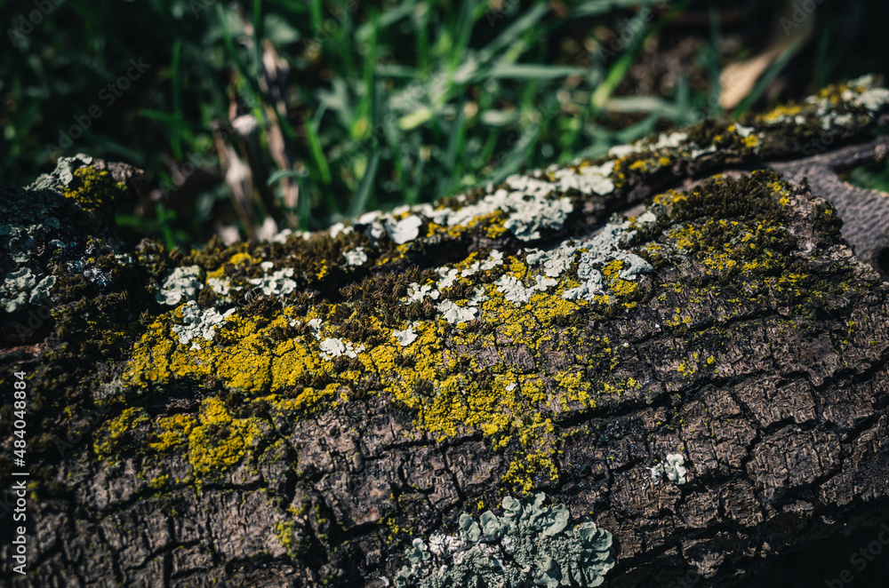 Tree with lichen Tree with lichen