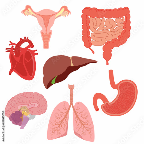Cartoon human body organs - lungs, intestines, heart, uterus, liver, brain, stomach. Internal organs anatomy