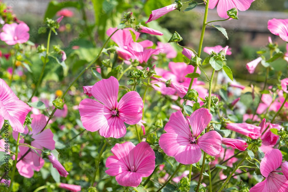 Rose mallow (malva trimestris) flowers in bloom Rose mallow (malva trimestris) flowers in bloom