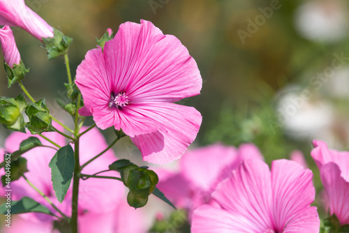 Rose mallow (malva trimestris) flowers in bloom