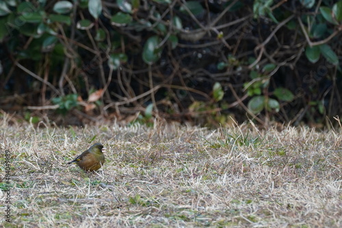 oriental greenfinch in the field