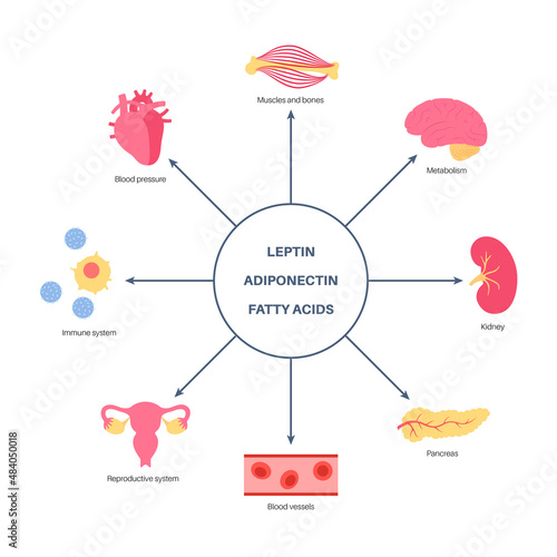 Adipose Tissue Hormones photo