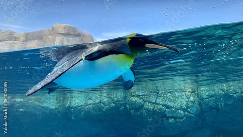 penguin in aquarium