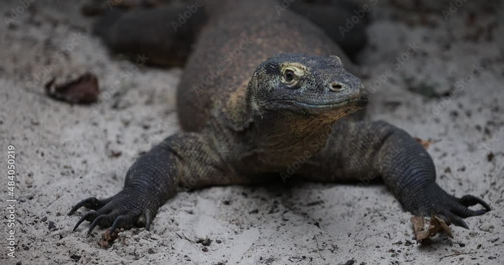 A komodo dragon is resting on the beach A komodo dragon is resting on the beach
