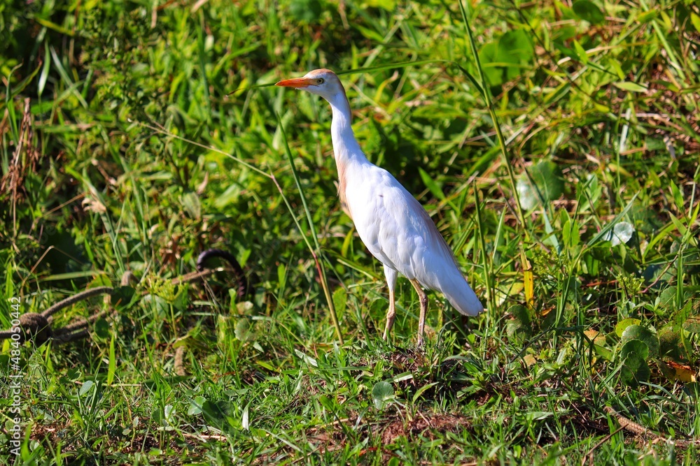 Fototapeta premium A beautiful bird walking across the lawn.