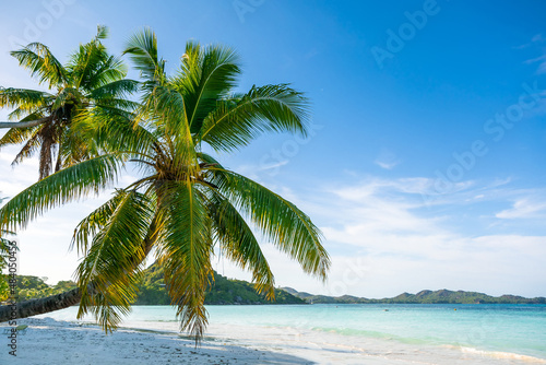 Fototapeta Naklejka Na Ścianę i Meble -  Amazing tropical paradise beach with white sand, coconut tree, sea and blue sky, tourist outdoor background, summer vacation concept. Seychelles