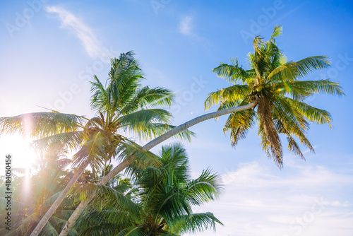 Palm trees with coconuts against the blue sky on the beach in Seychelles. travel  summer  vacation and tropical beach concept