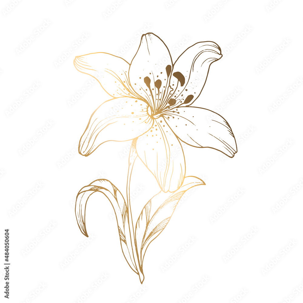 Golden lily on a white background. Line art. Handmade flower. Vector illustration. For greeting cards and invitations for wedding, birthday, Valentine s Day, Mother s Day and others.