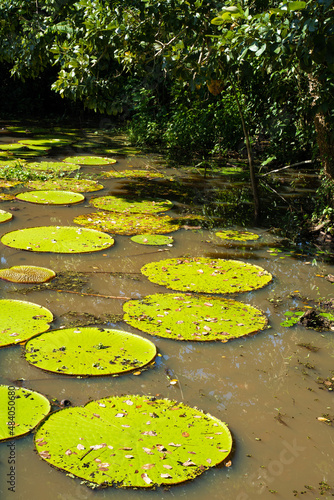 Victoria plants ( giant water lily) in a lagoon, Amazon, Peru © Matthieu
