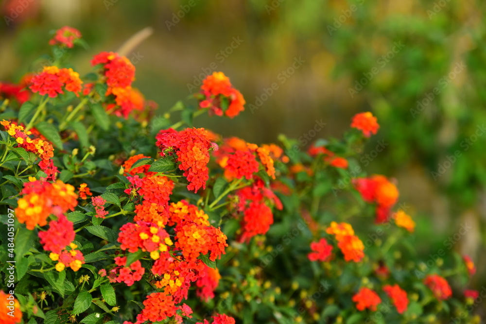 	
beautiful flowers and green leaves.Green leaves with beautiful sunlight Used as a background image.	