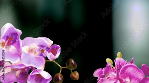 Beautiful fresh purple orchid flower.