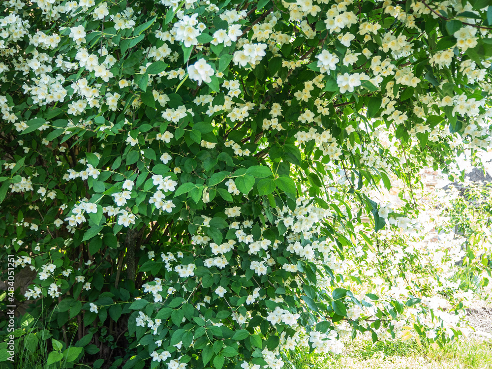 Natural background of blooming jasmine