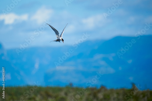 Arctic Tern An arctic tern hunting for food in Gros Morne Newfoundland. 