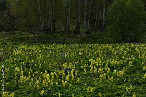 Fototapeta Naklejka Na Ścianę i Meble -  Russia. Altai Territory. Thickets of birch grove covered with blooming spring primroses.